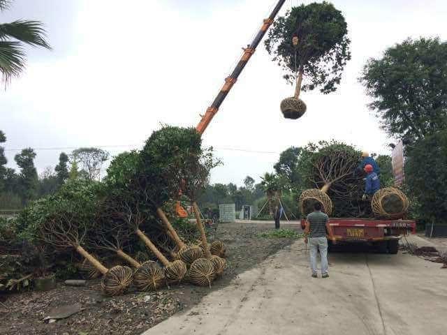 园林菲律宾网赌合法平台树木移植