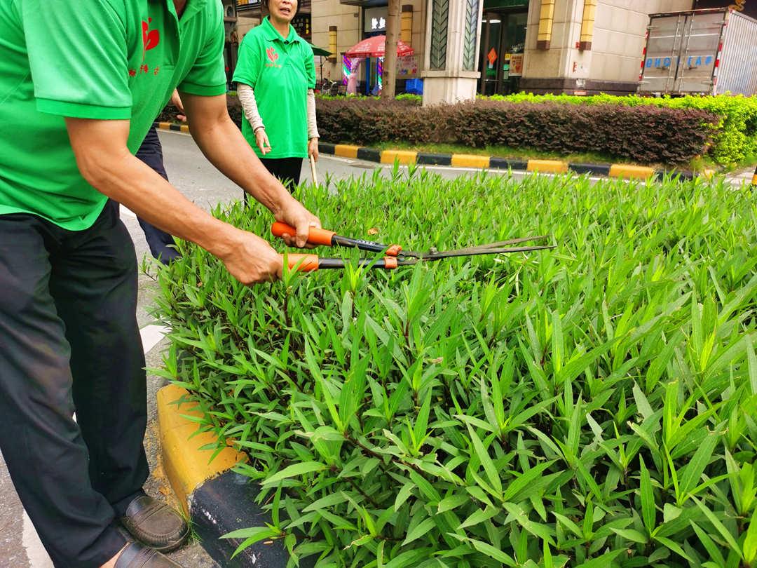 佛山菲律宾网赌合法平台公司工人修剪绿化带
