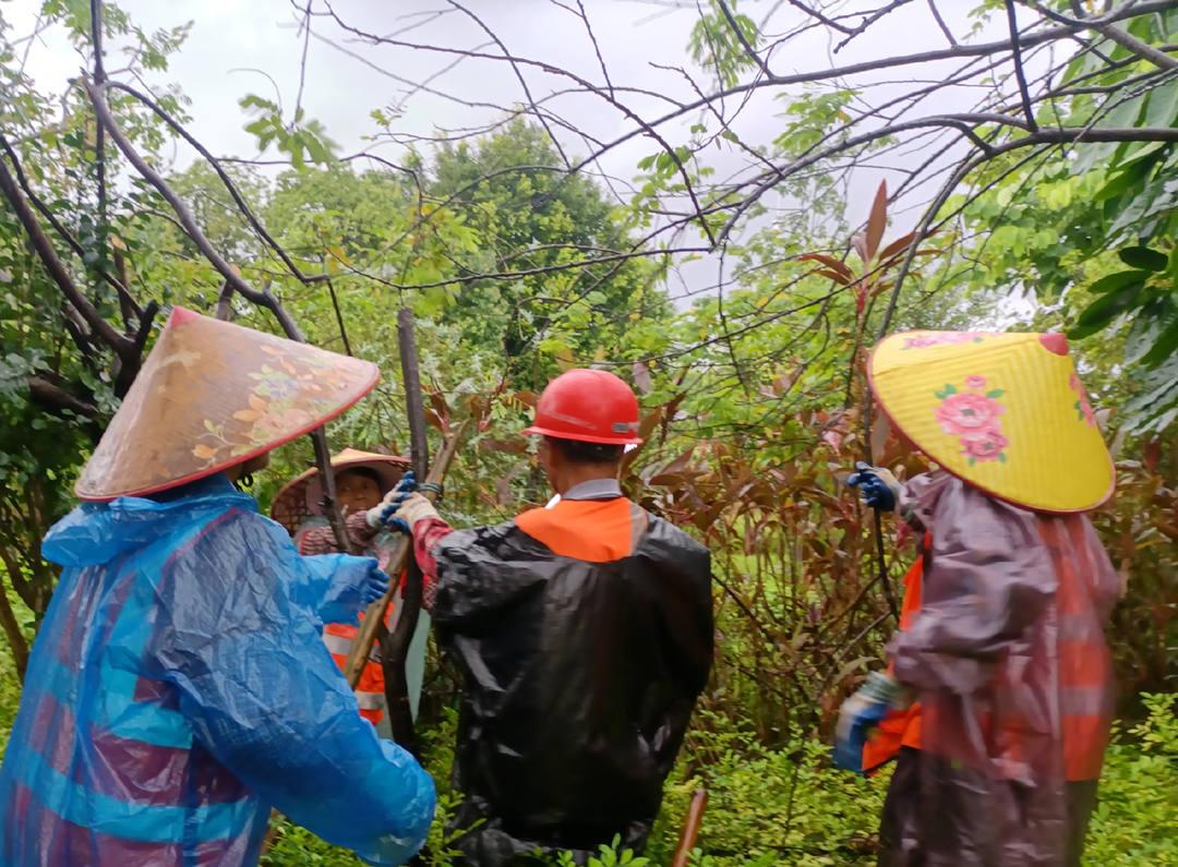菲律宾网赌合法平台养护工人正在加固苗木支撑